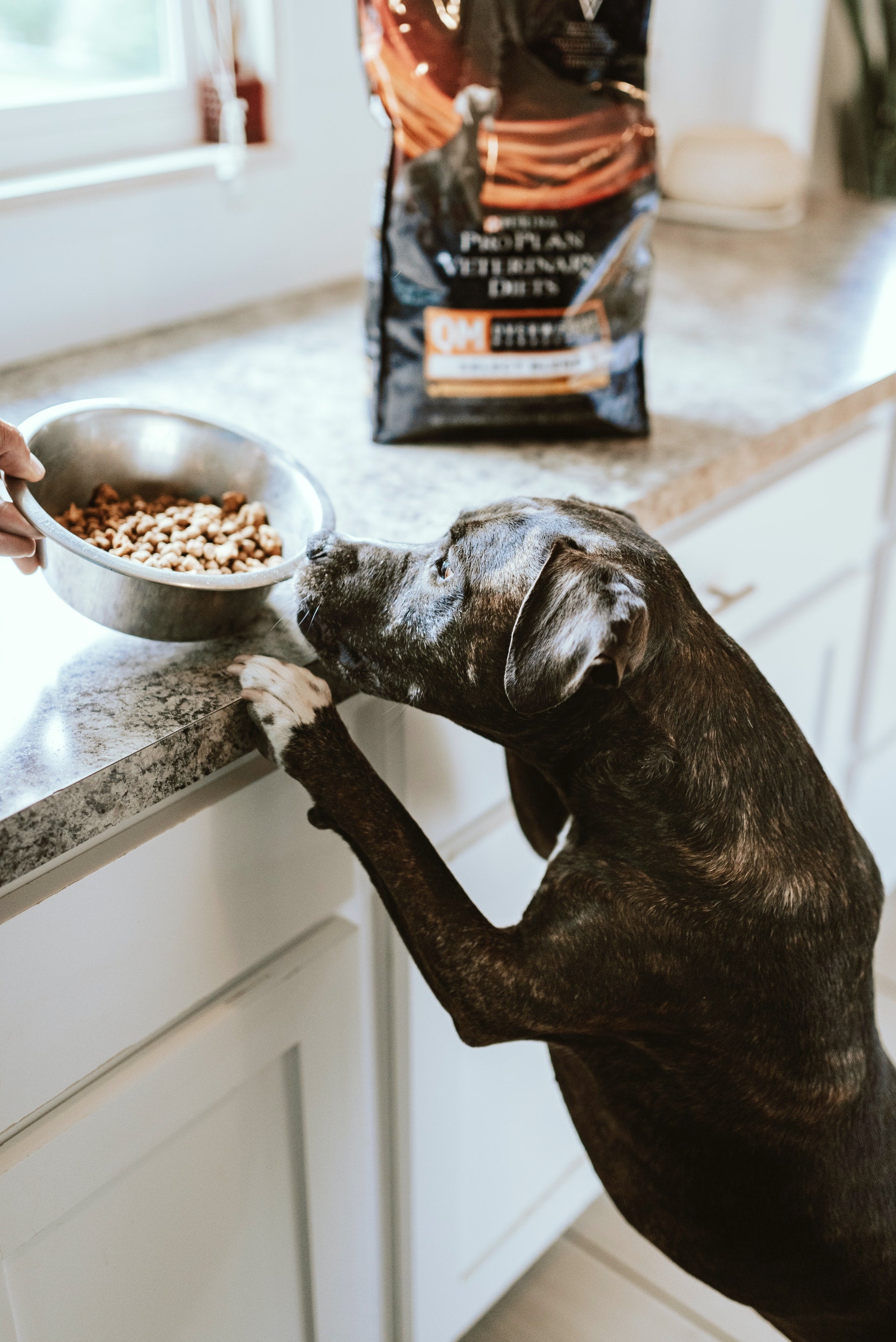 What to Do if Your Dog’s Food is Recalled