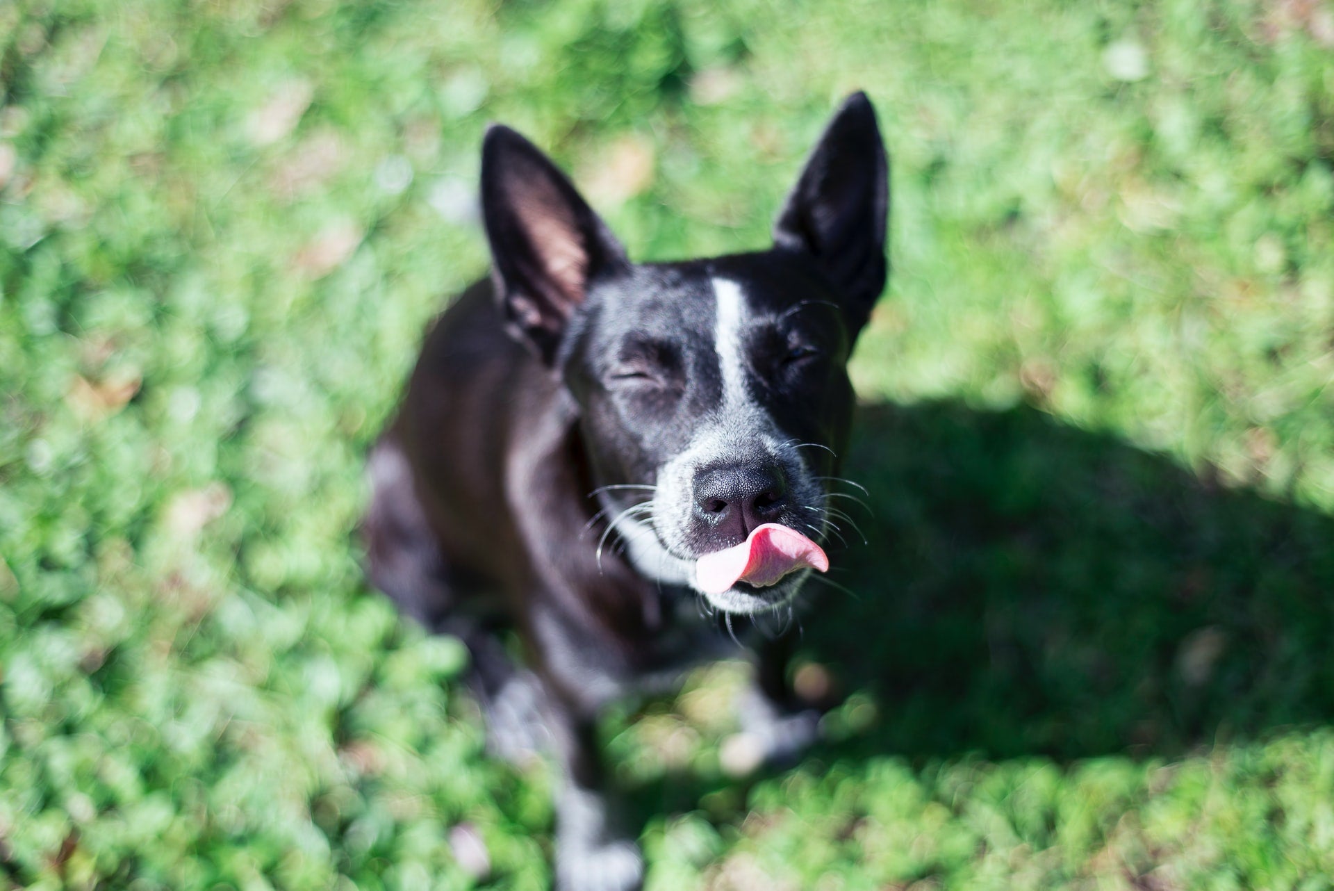 Understanding Body Language in Dogs