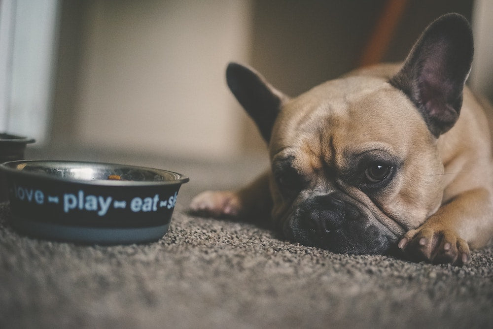 Your Dog Won’t Eat? Here Are 6 Tips To Help You Feed A Picky Eater!