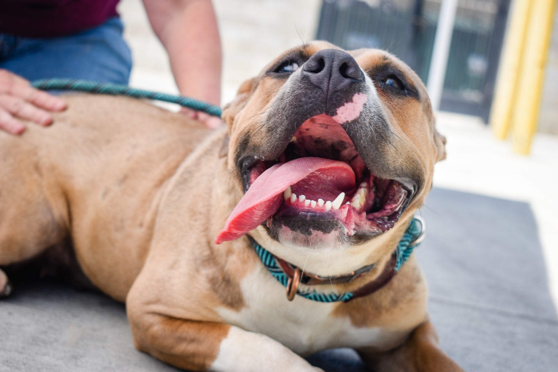 Dog Dental Care 101