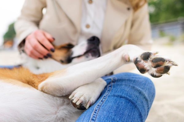 close-up-cute-little-dog-enjoying-time-outside