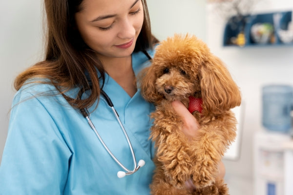 Puppy Parent Tips: How often your pup needs to go to the vet