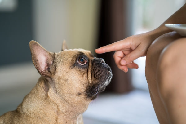 Understanding Reverse Sneezing in Dogs: Causes and Remedies