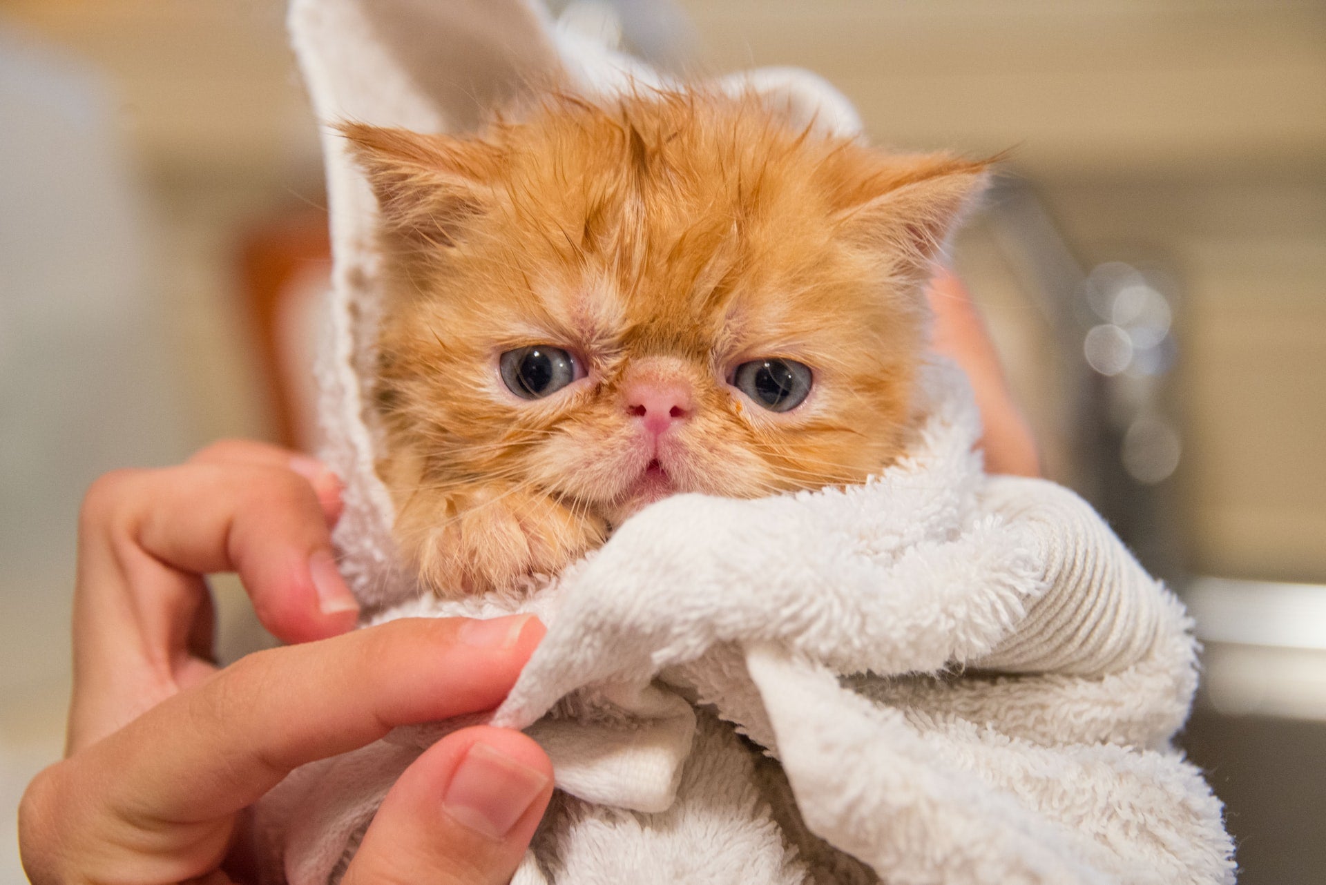 Do Cats Need Baths?