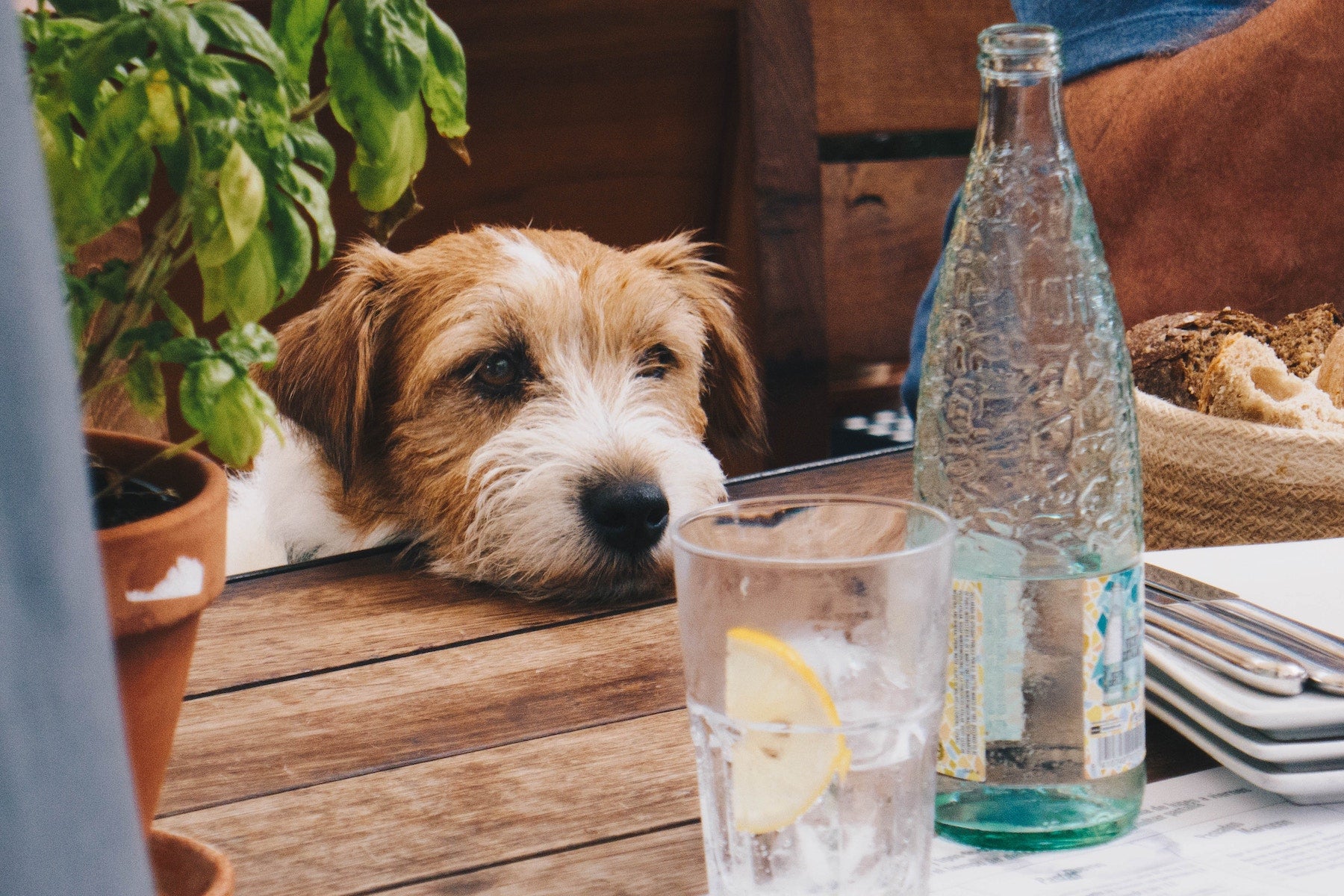 Can Dogs Eat Asparagus? The Benefits and Risks