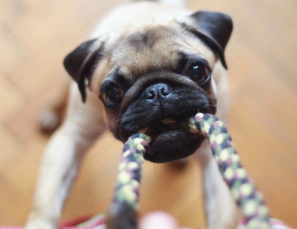 Dog Toy Hacks To Make Playtime With Your Pet Even More Fun