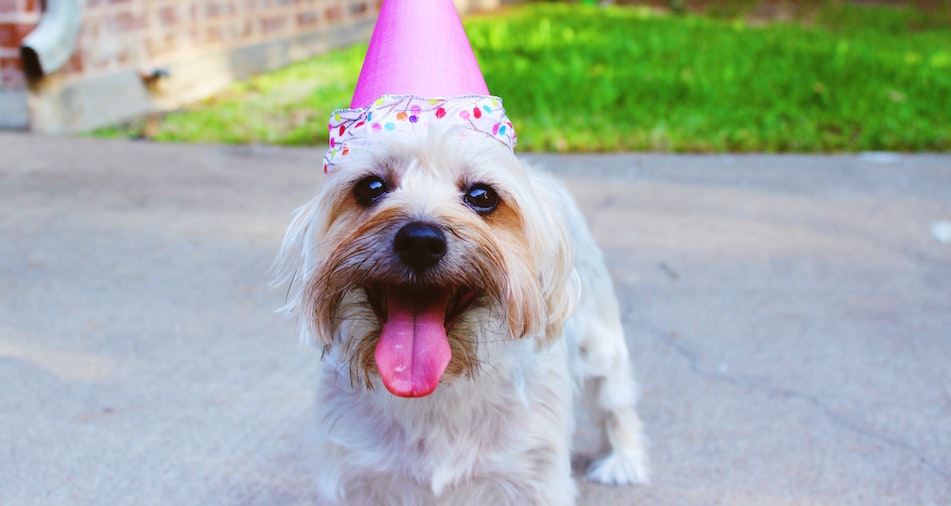 It’s Nearly National Dog Day 2021! Here’s How You Should Celebrate