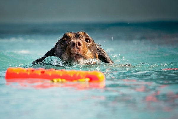 dog-getting-toy-swimming