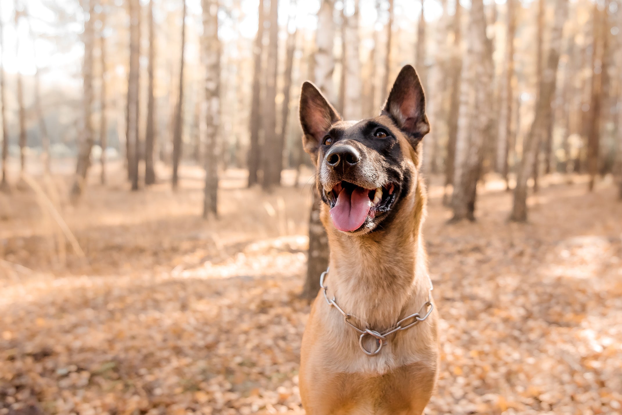 The Power of Dog Probiotics: A Guide to Promoting Canine Gut Health