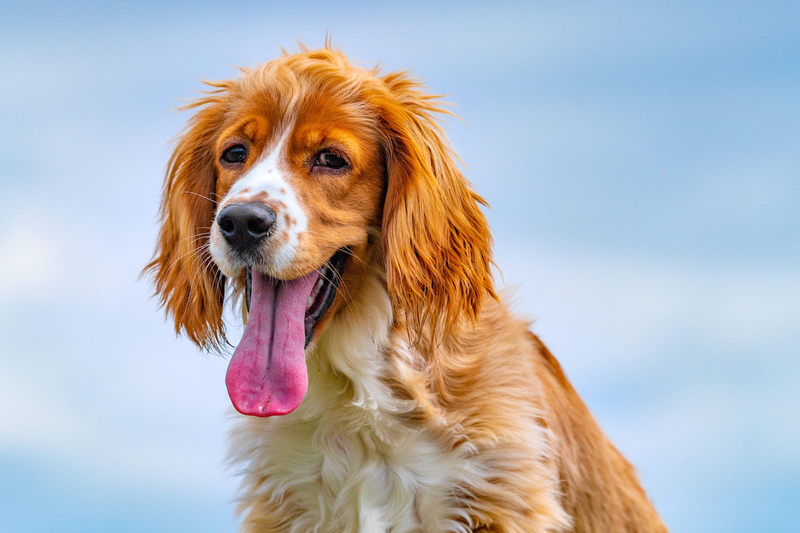 Dog hyperventilating: A spaniel panting