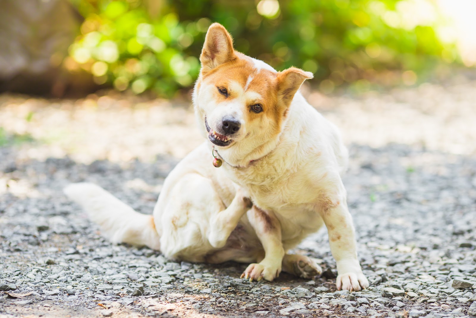 Dog Skin Conditions