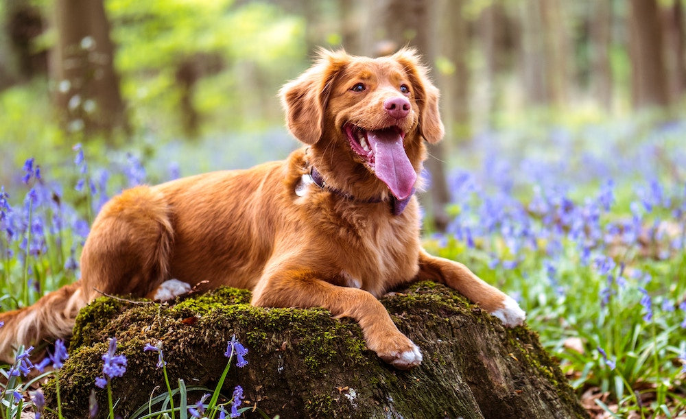 Dog sitting in purple flowers