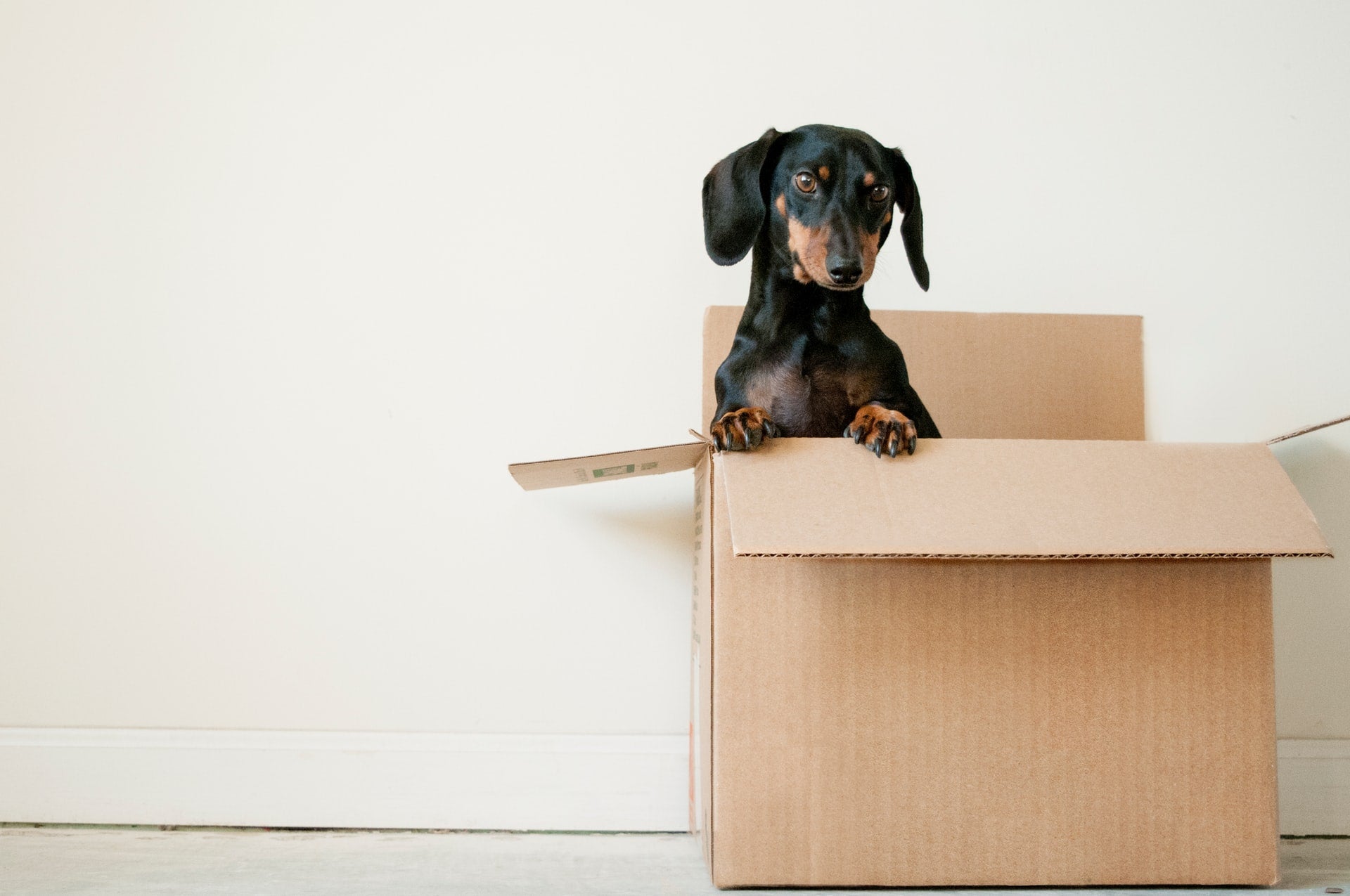 Moving With Pets: How to Make It As Stress-Free as Possible