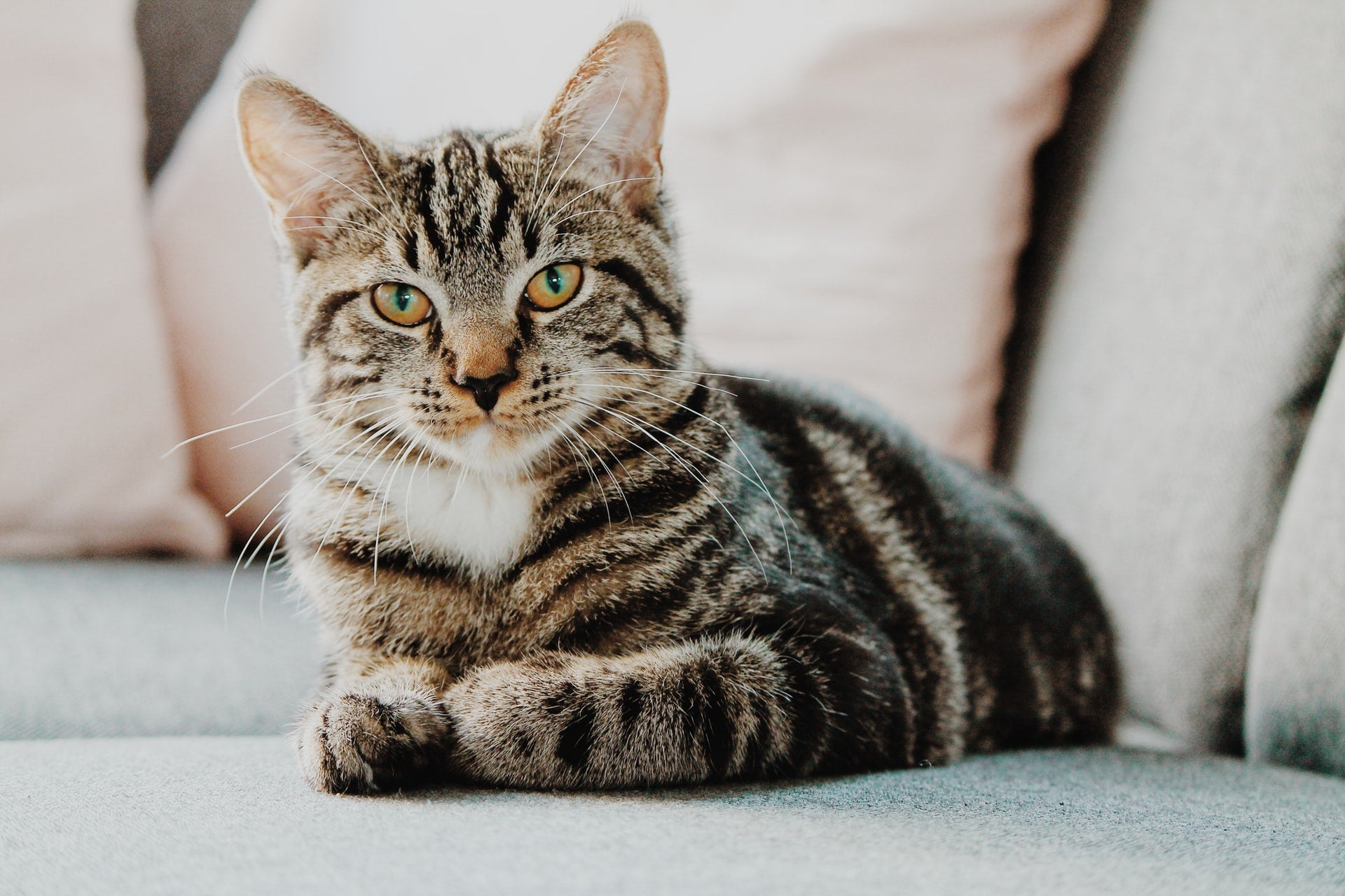 What is L-Lysine for Cats?