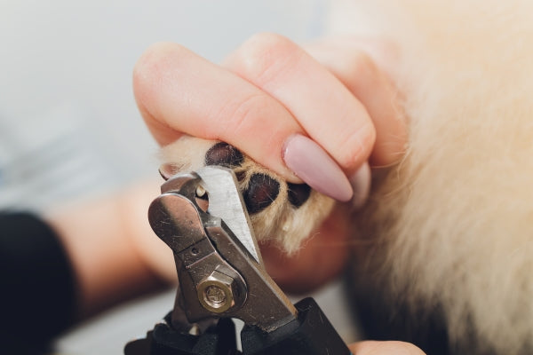 10 Tips to Trim Your Dog's Nails at Home