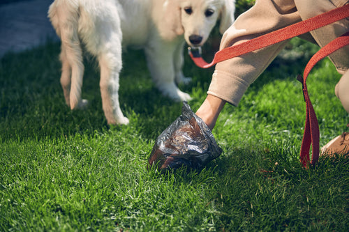 Should I Give My Dog Filtered Water Or Tap?