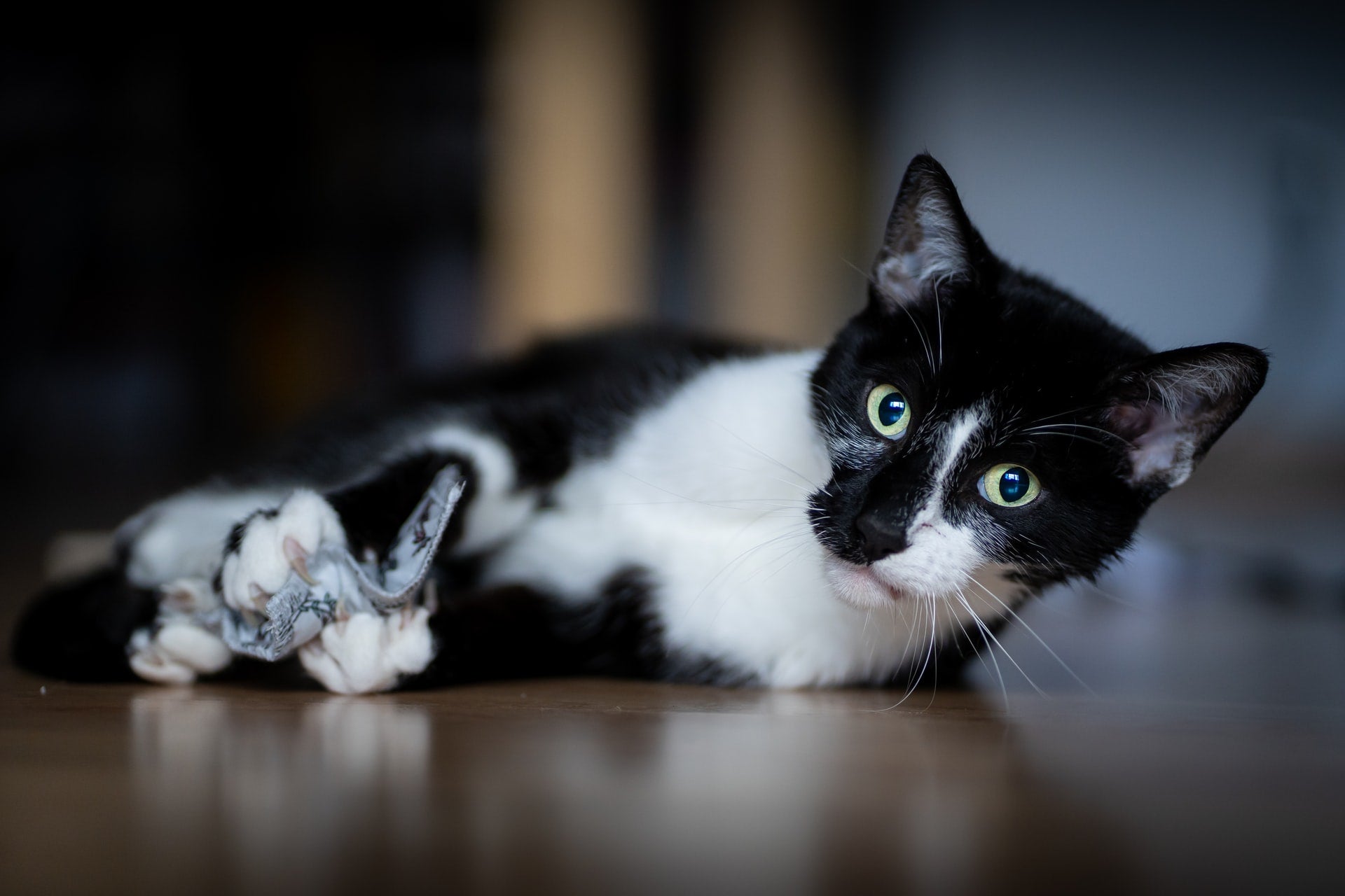 How to Help Your Cat Beat Boredom