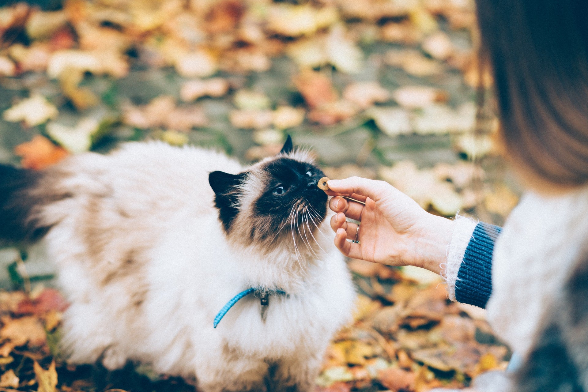 How to Choose the Best Treats for Your Cat