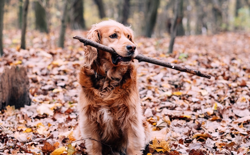 Fall Fun With Fido