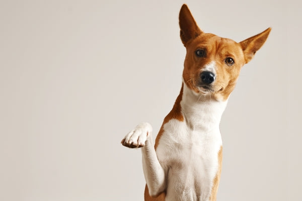 friendly-smart-basenji-dog-giving-his-paw-close-up-isolated-white