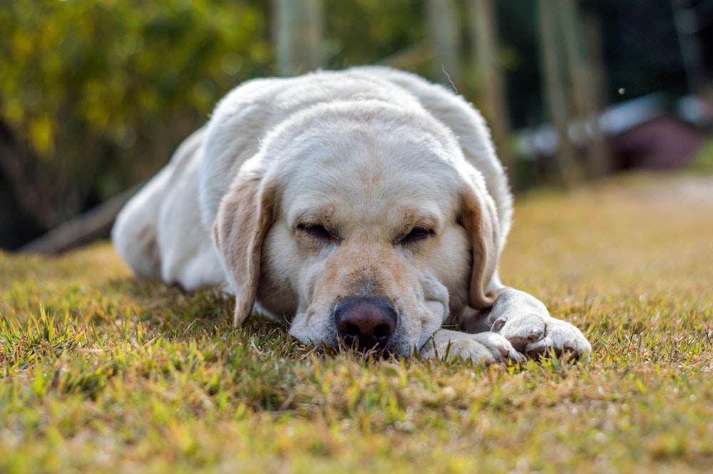 Dog First Aid: How To Help An Injured Pet