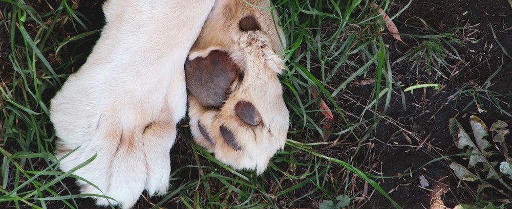 Advice From Dr. Lindsey: Trimming Your Dog's Nails