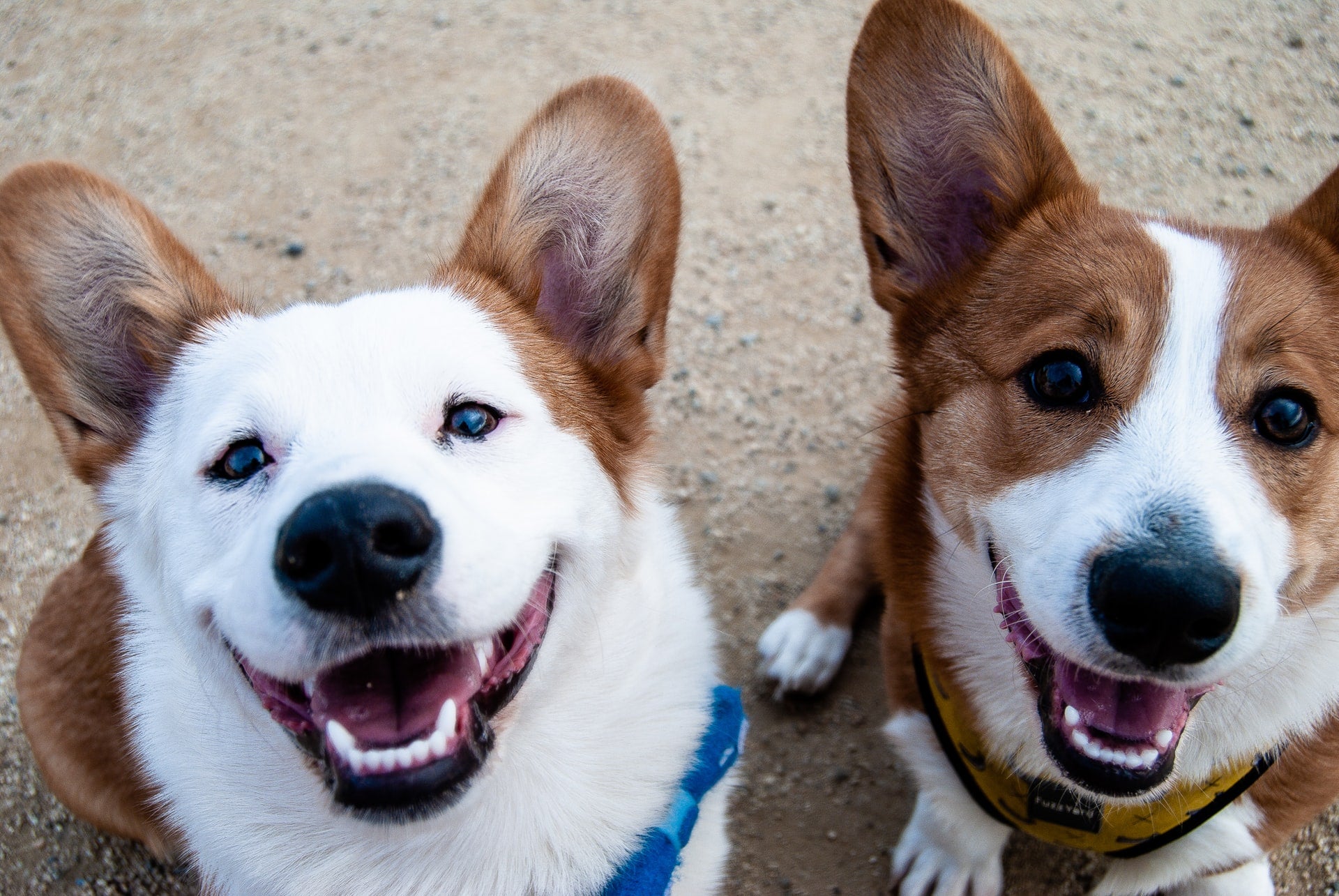 8 Signs Your Dog Needs a Doggy Friend