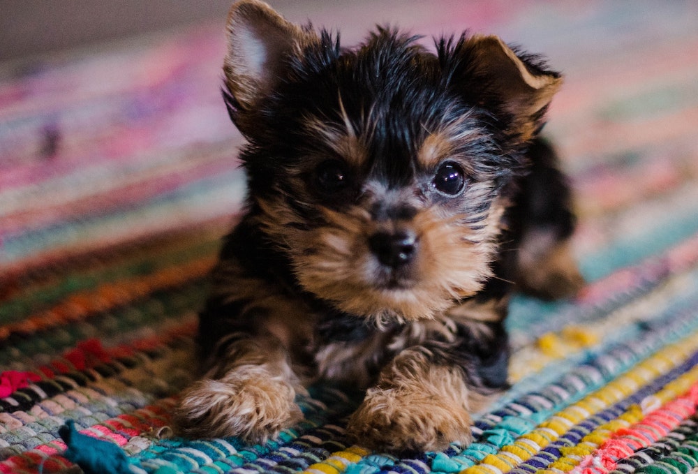 Advice From Dr. Lindsey : Puppy Proofing your Home