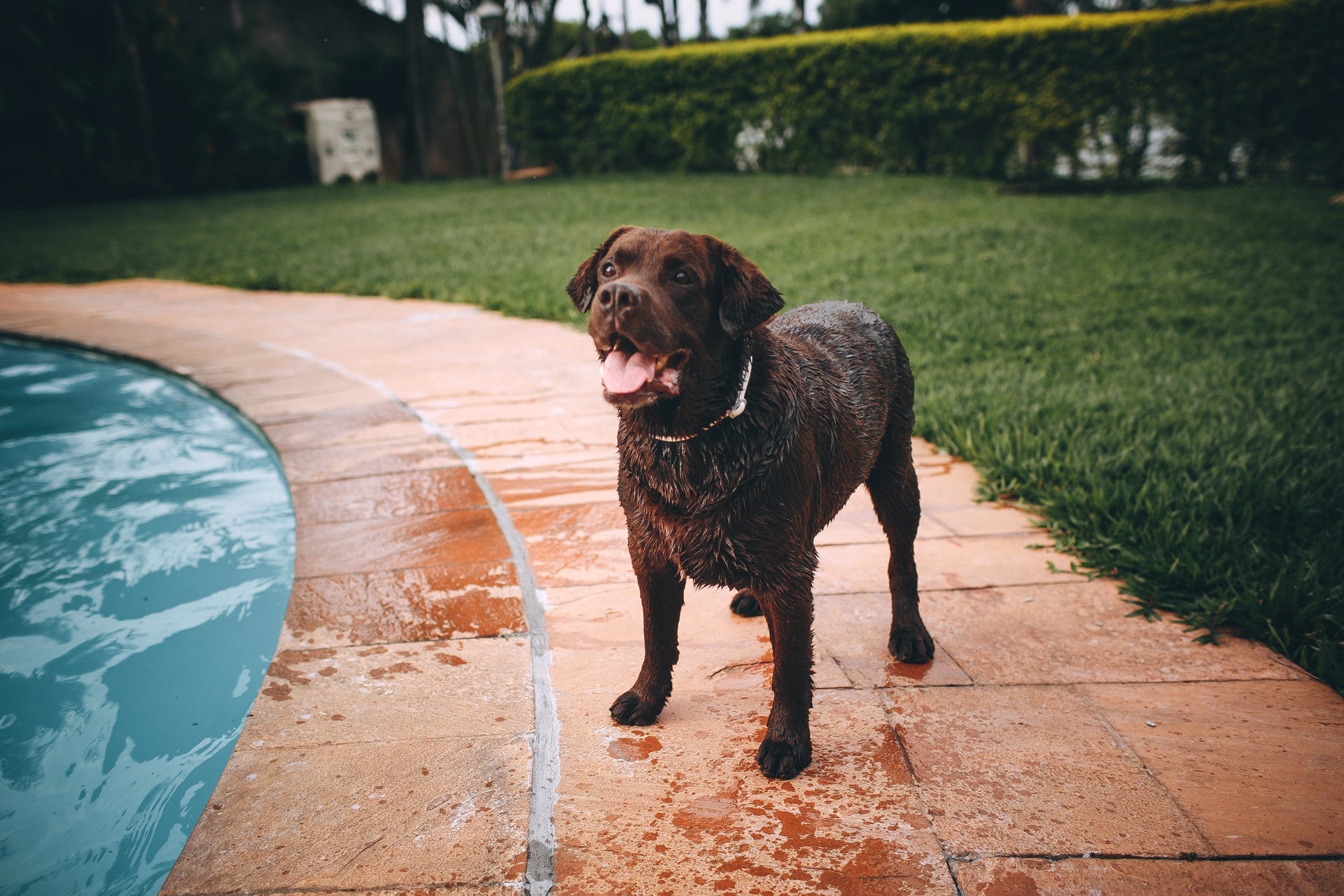 Can All Dogs Swim?