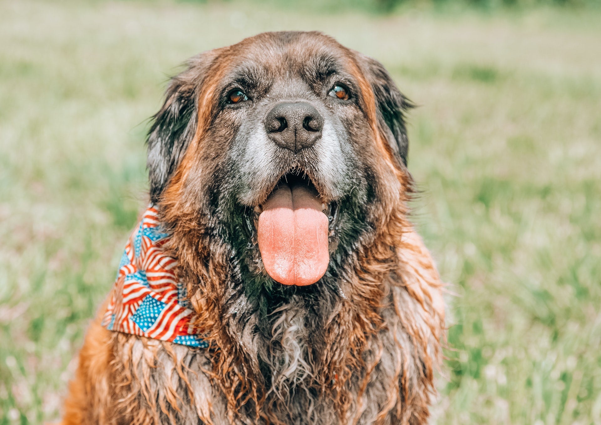 How to Help Your Pet Through Fireworks Season