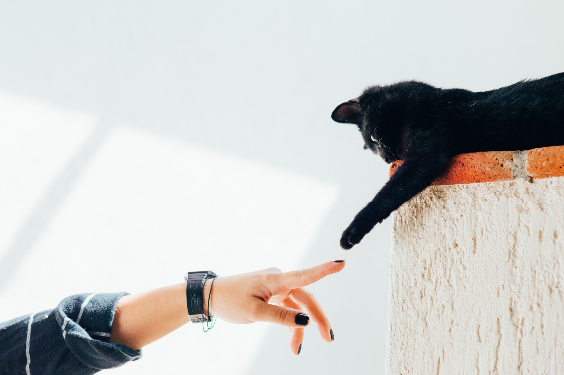 8 Tips for Managing Your Cat’s Separation Anxiety