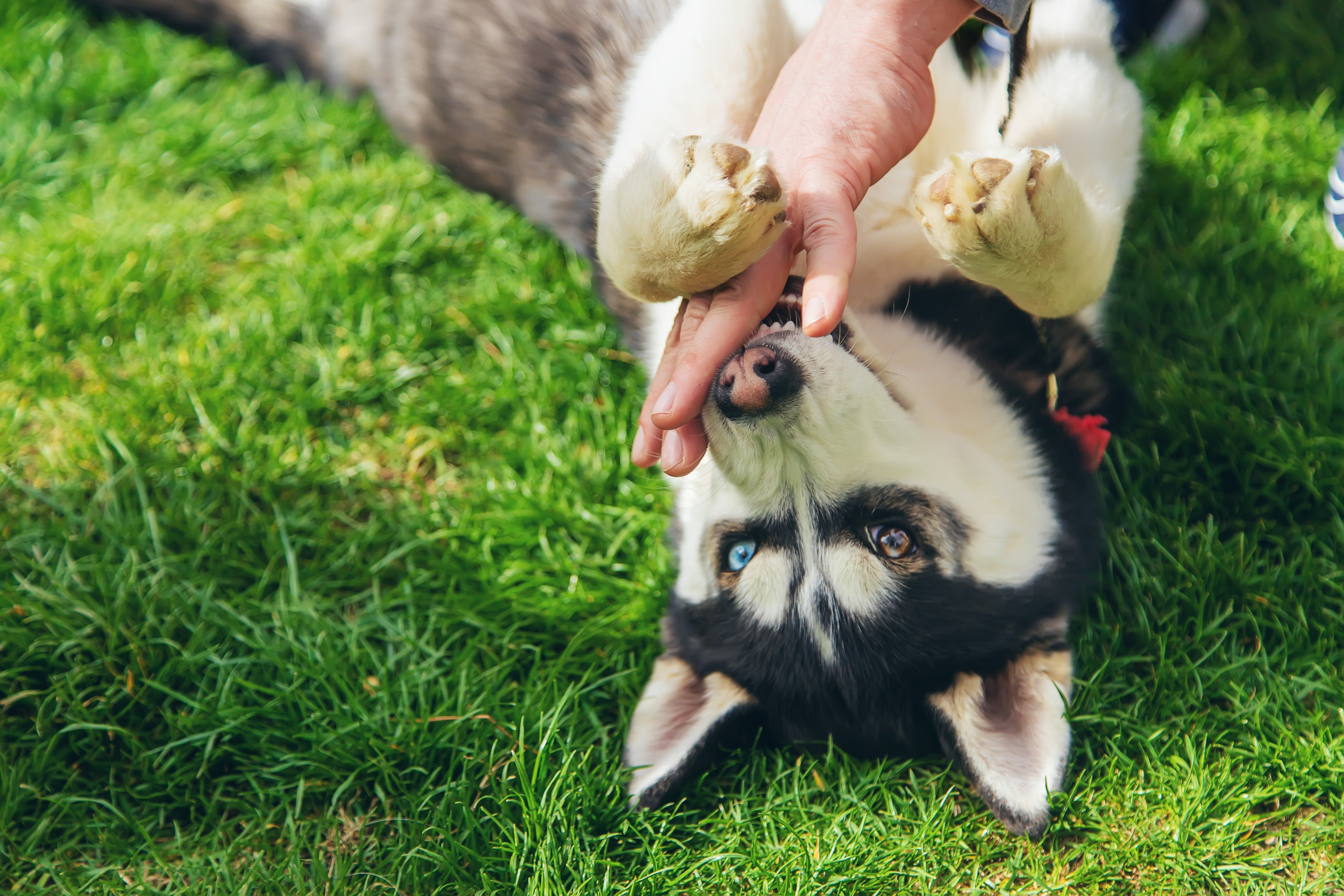 Canine Allergies: Understanding, Managing, and Relieving Your Dog's Allergic Symptoms