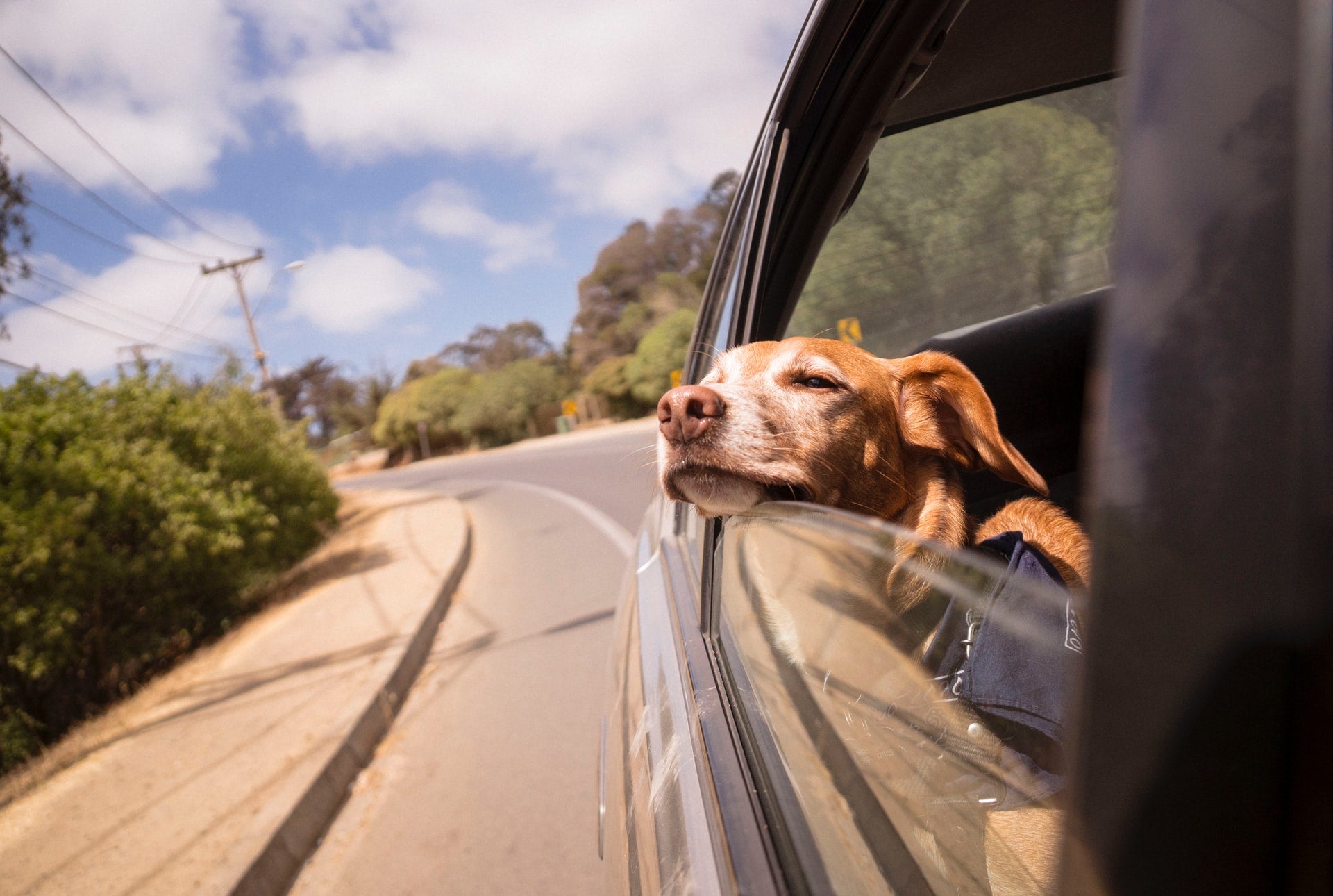 Car Safety Tips for Dogs