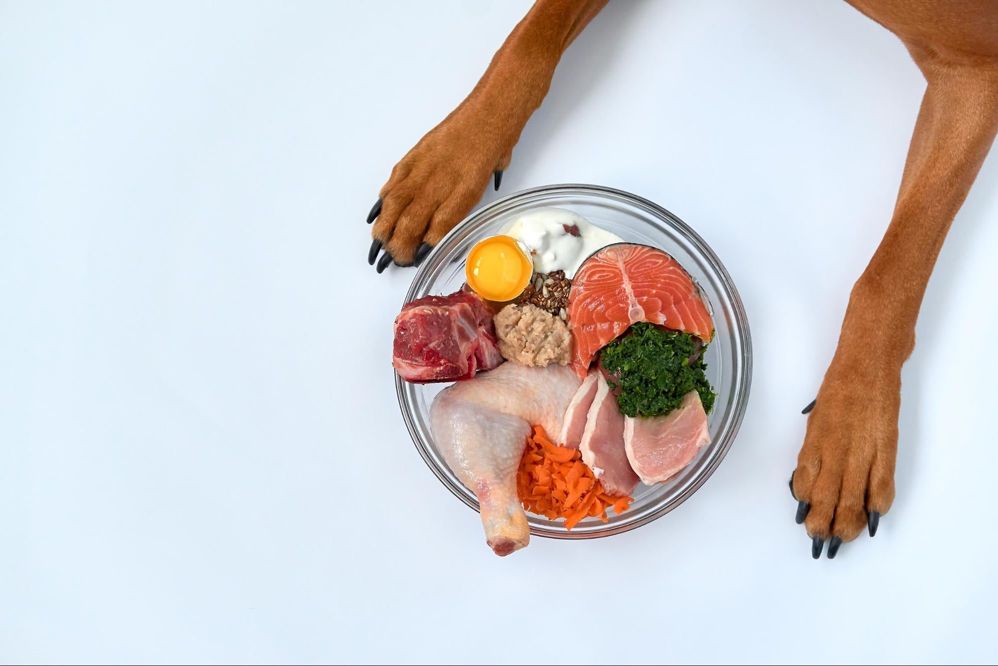 Fish Oil For Dogs: How to Add It to Your Dog’s Diet