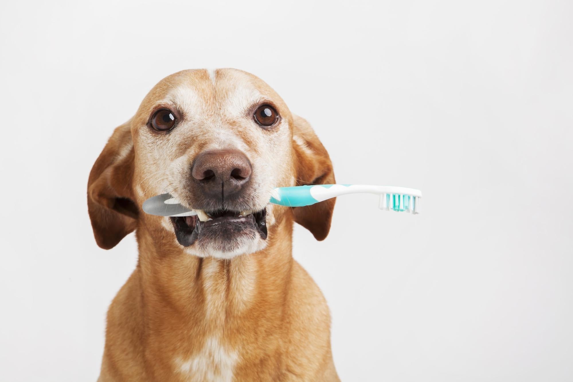 Brushing Dogs' Teeth: 6 Steps to Keeping Your Pup’s Teeth Clean