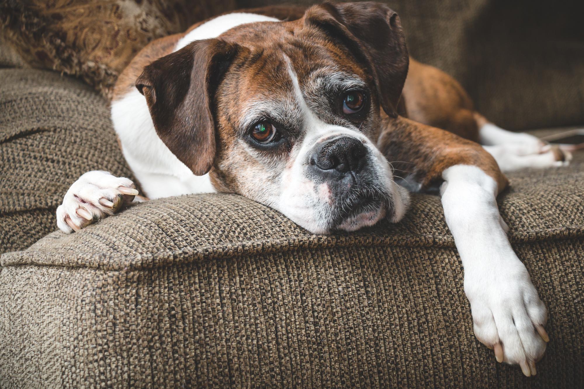 Signs of Old Age in Dogs: What You Need to Know