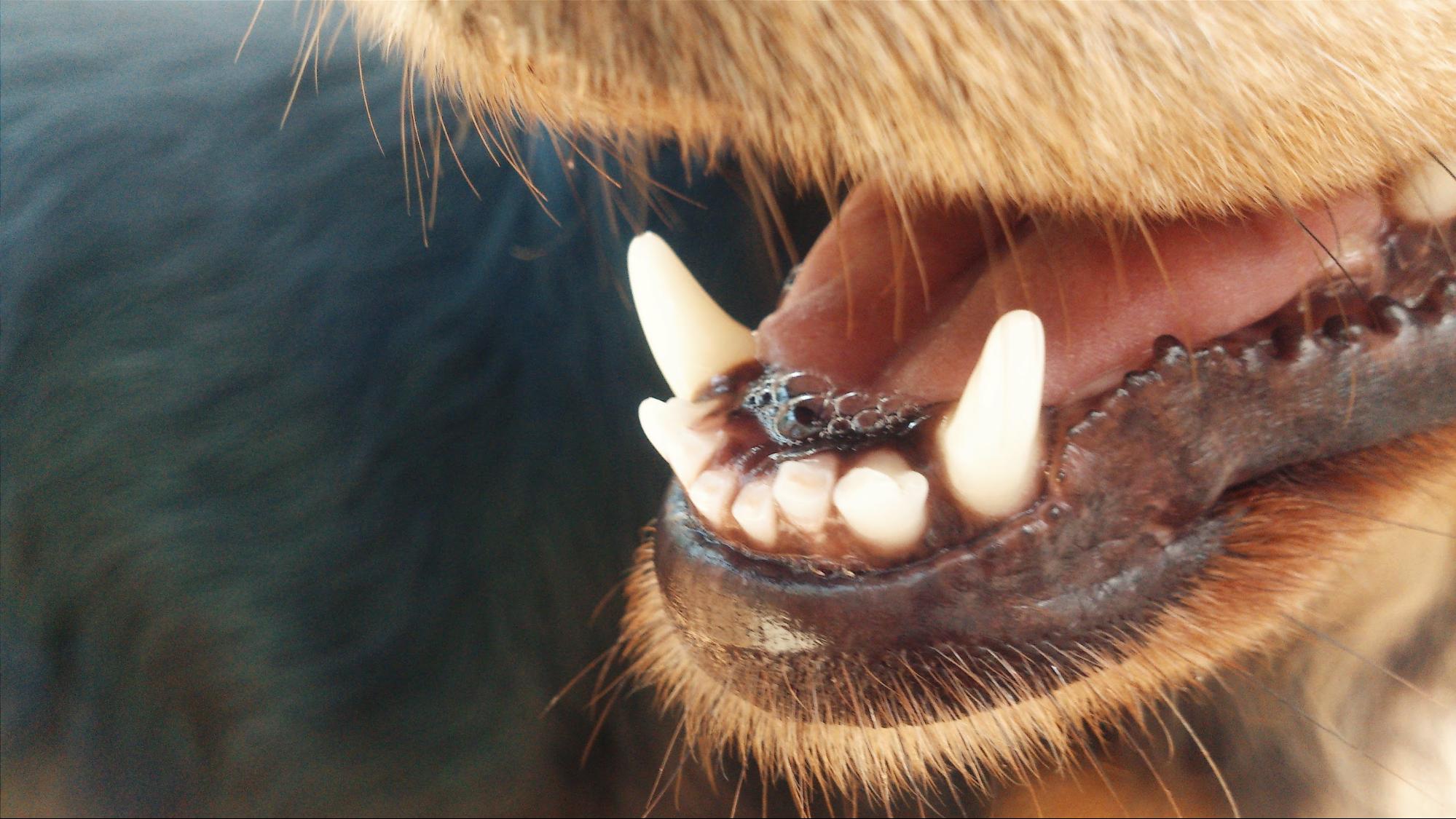 Dog Bad Breath: What Causes It and How to Freshen Things Up