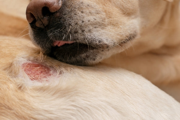 Best Itch Relief Remedies for Dogs this Summer