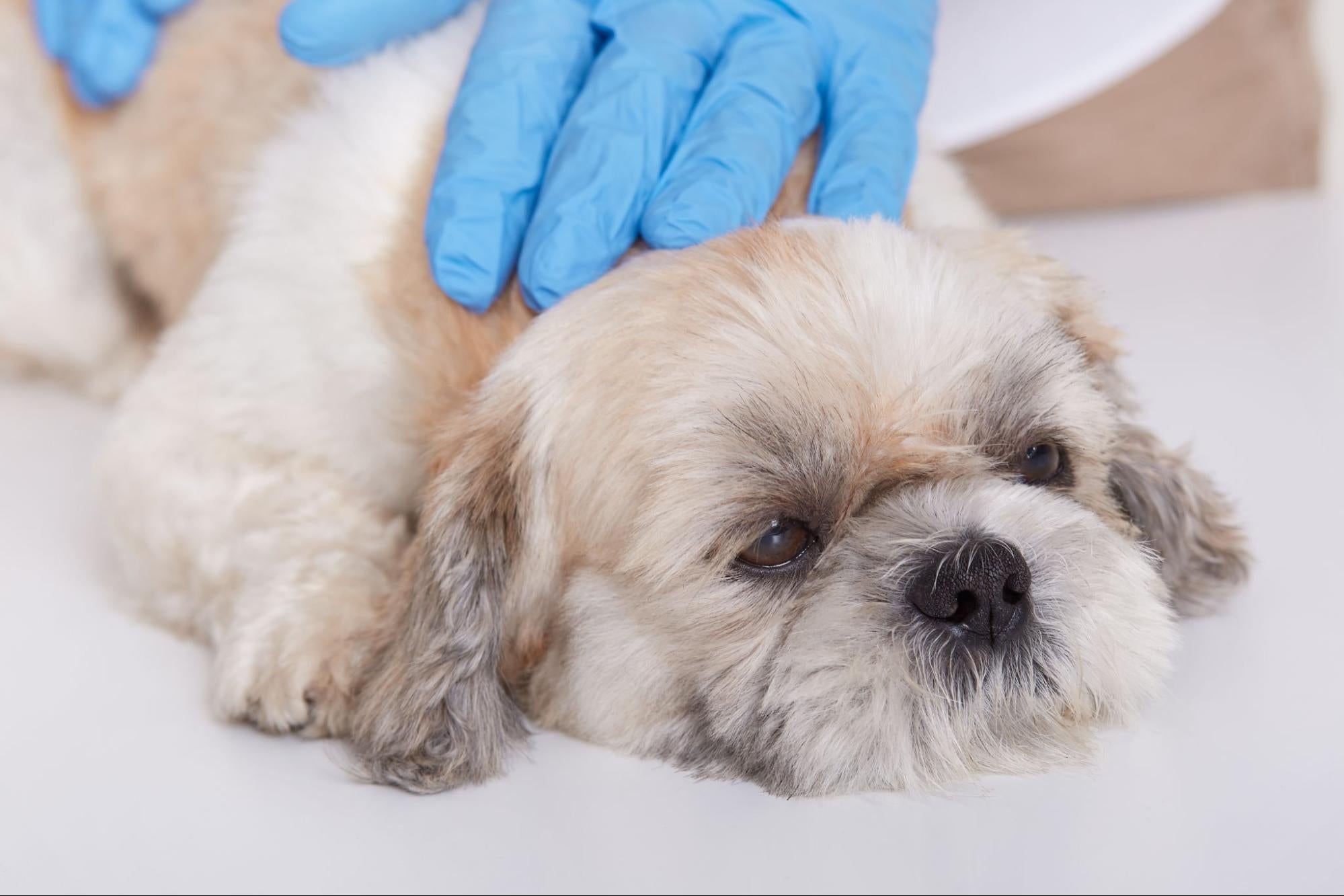 puppy at vet