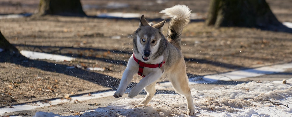 Advice From Dr. Lindsey: Dealing with Coprophagia