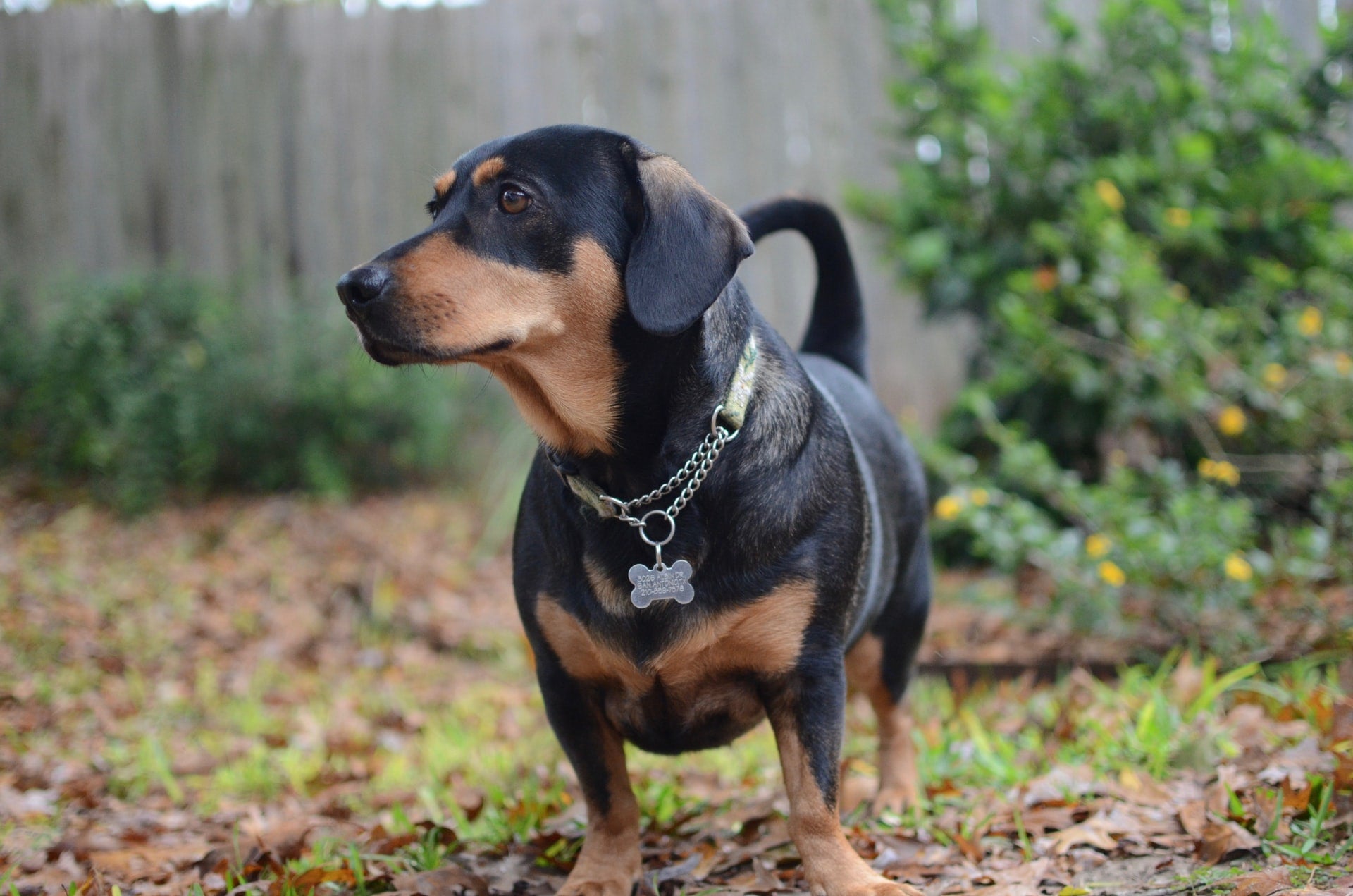 Is Your Dog’s Pee Ruining Your Lawn? 7 Tips to Keep Your Grass Green This Summer