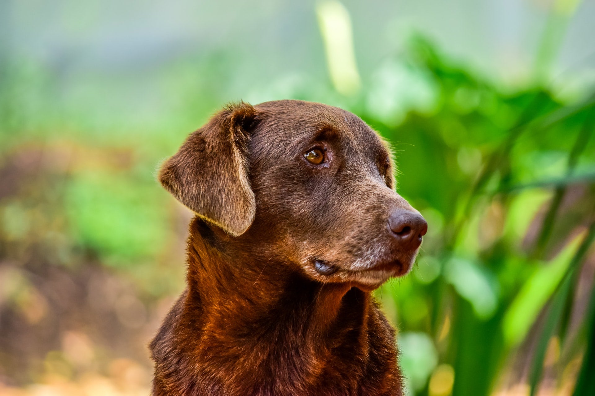 Common Senior Dog Health Issues