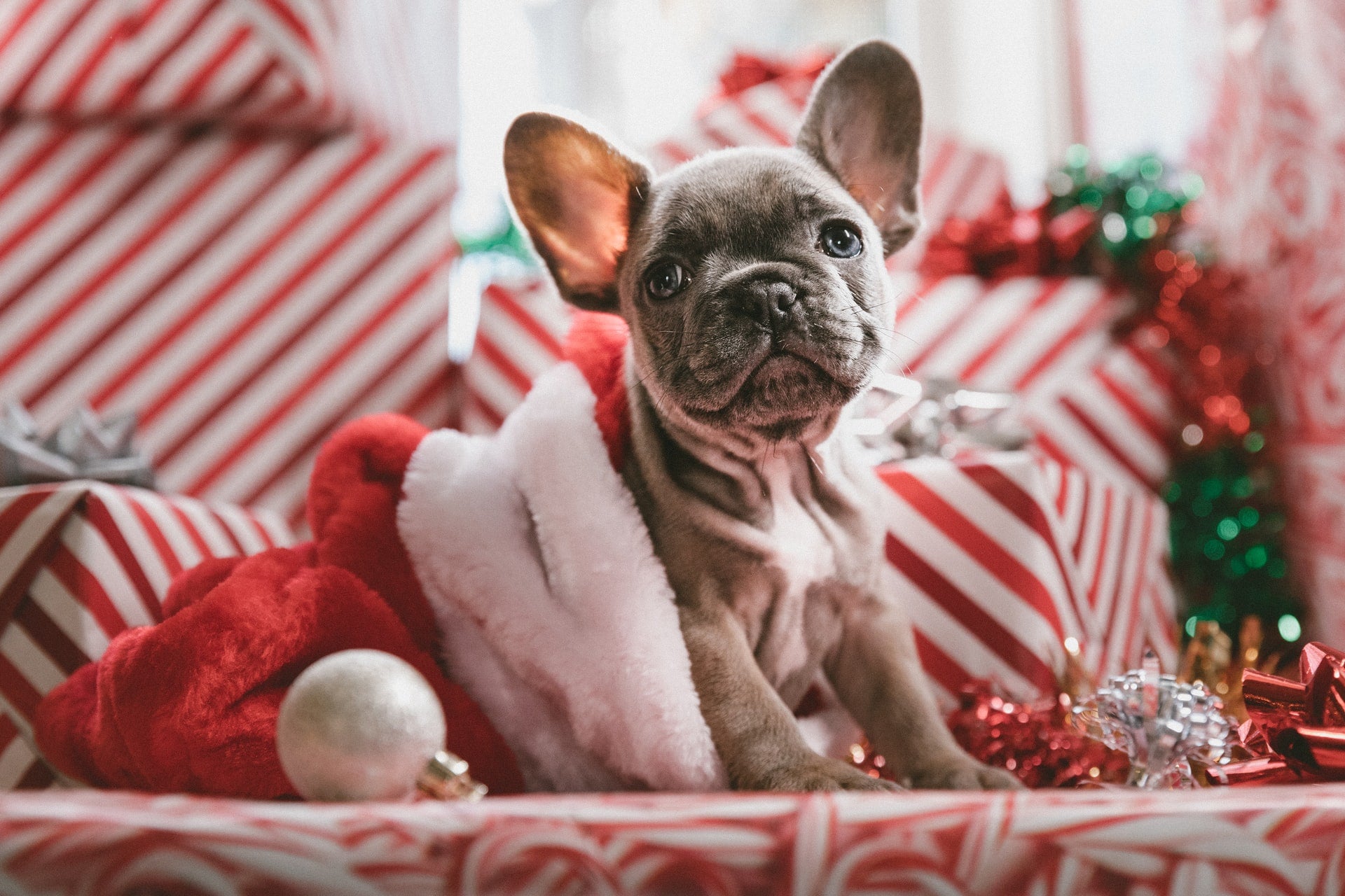 Ultimate Gift Guide for Dogs