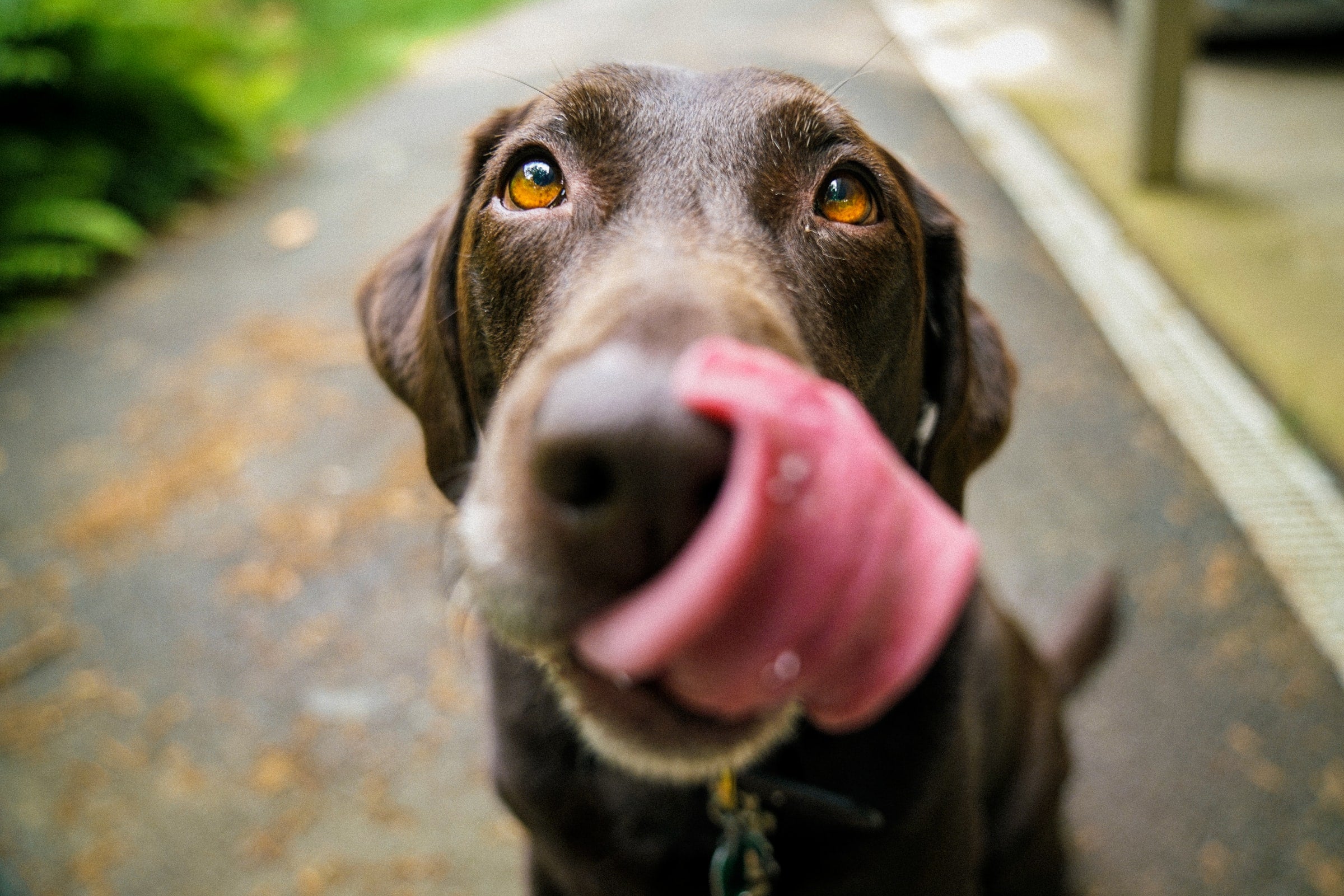 What To Do When Your Dog Eats Chocolate