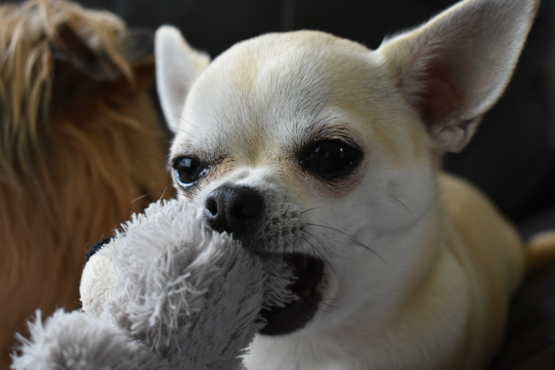 Chew Toys and Your Dog’s Dental Health