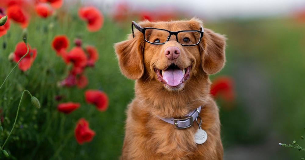 5 Dog Brain Training Ideas To Help Keep Your Pet Sharp