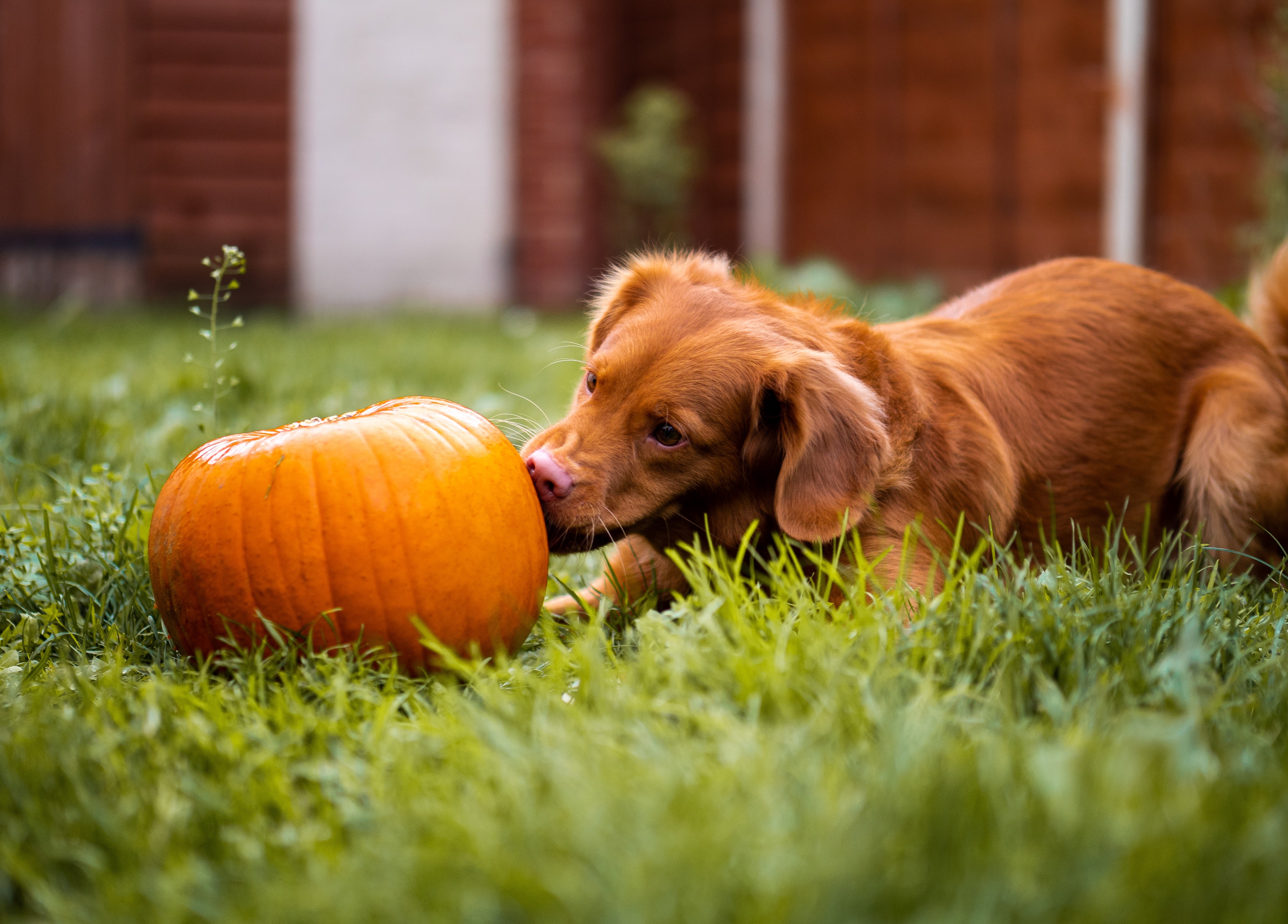 Can Dogs Eat Vegetables?