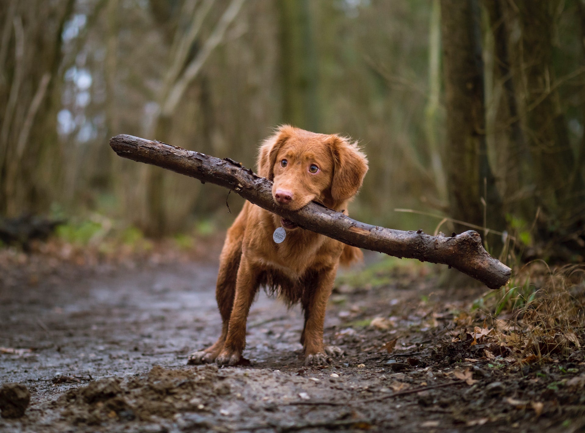 How to Boost Your Dog’s Immune System