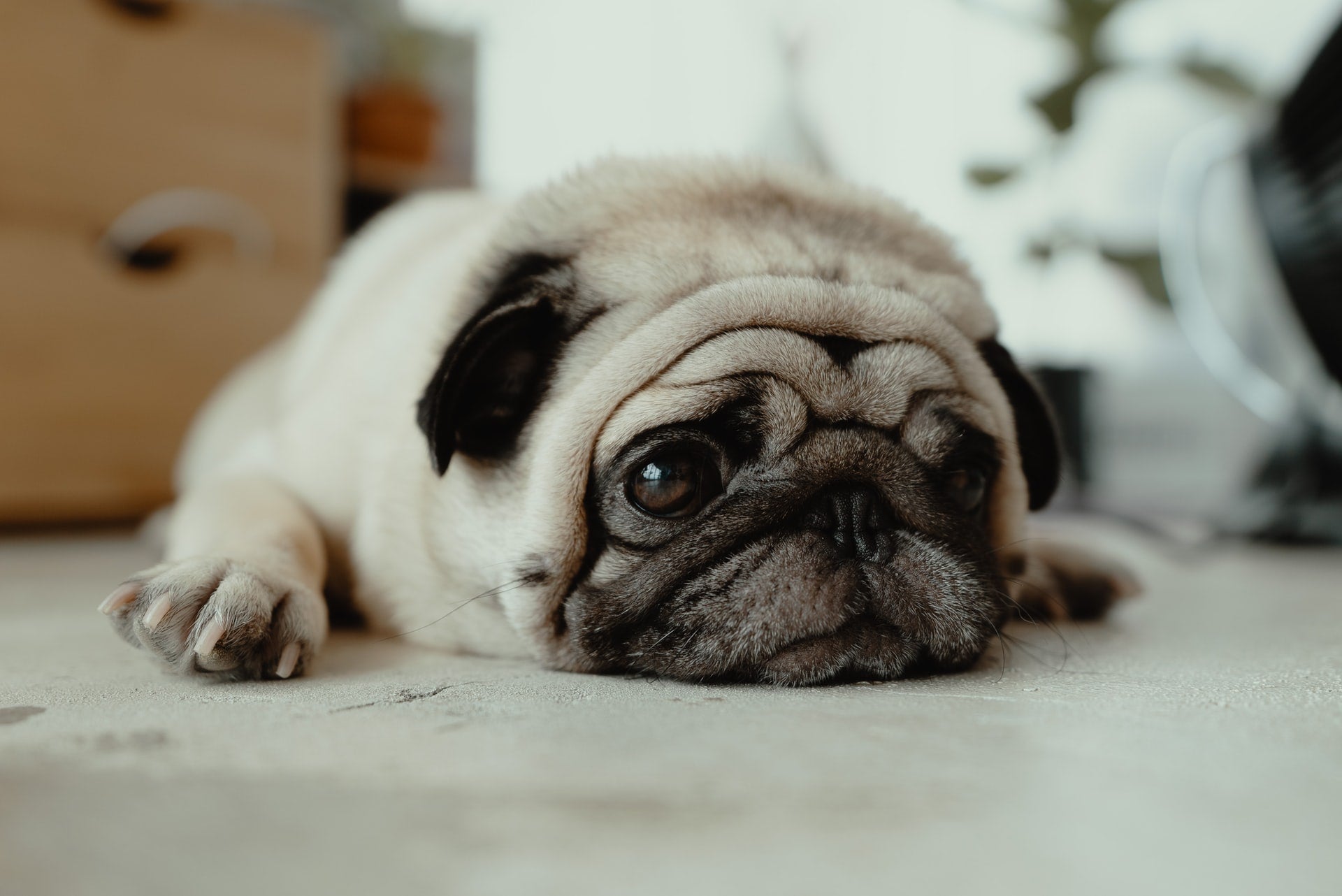 5 Common Digestive Issues in Dogs