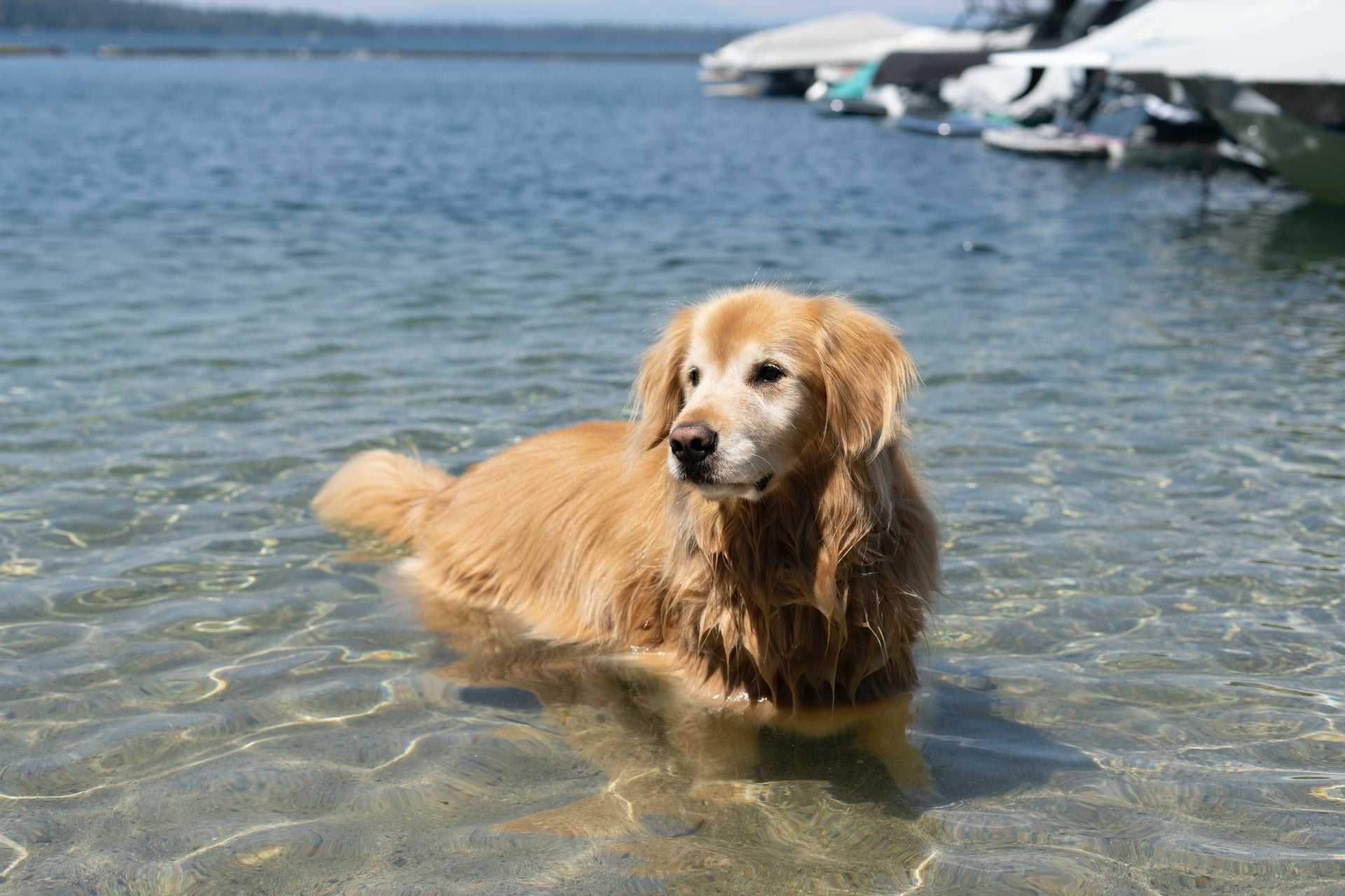 5 Low-Impact Exercises for Dogs with Joint Issues